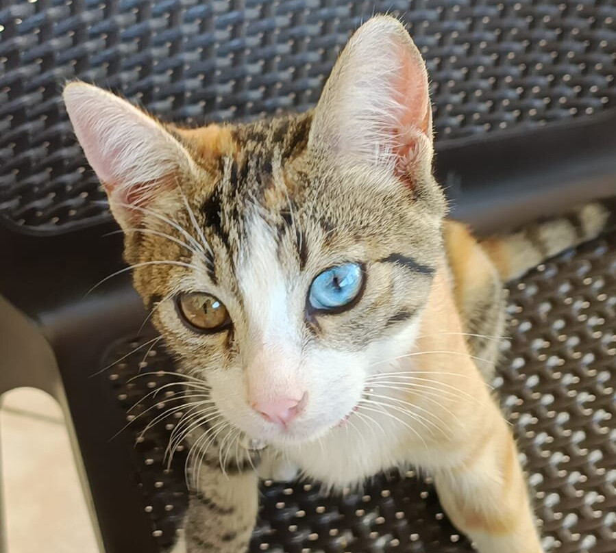 Carisa Maleme Hotel主图