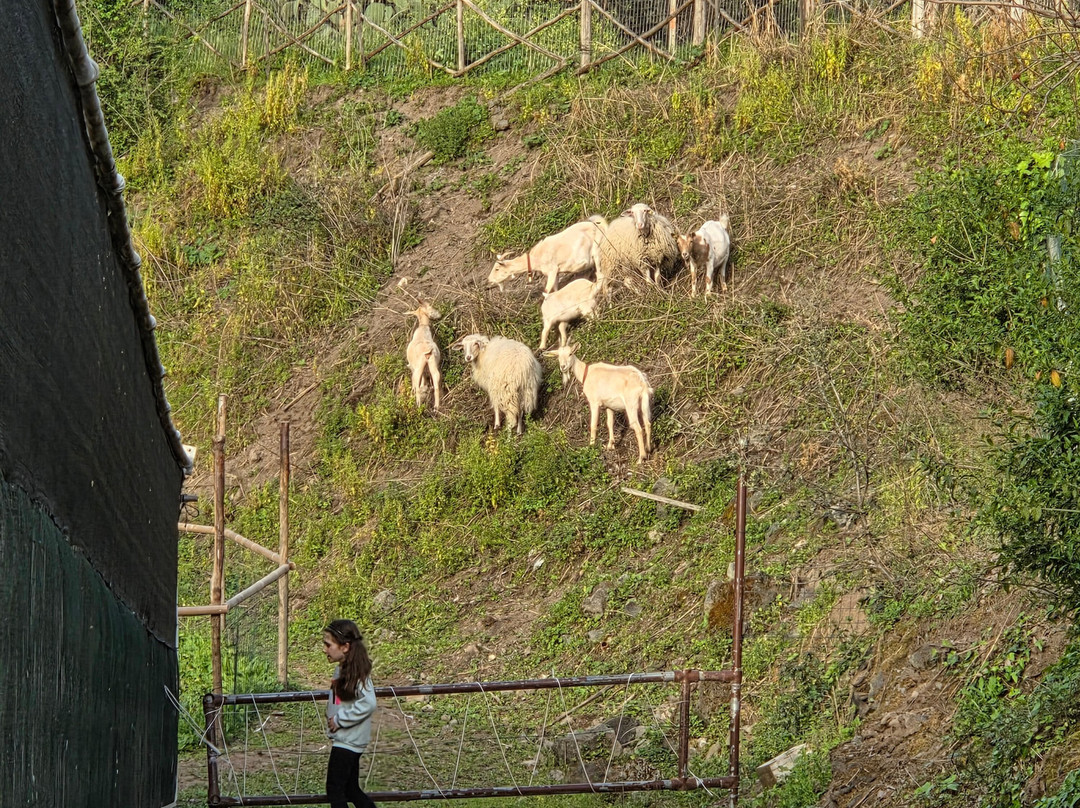 Fattoria Valle del Vesuvio-埃尔科拉诺必去景点