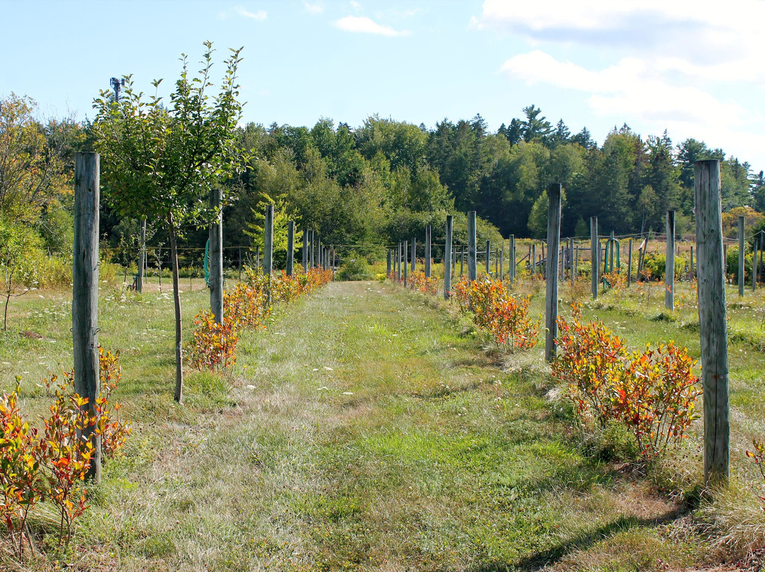 Bar Harbor Winery-巴港必去景点