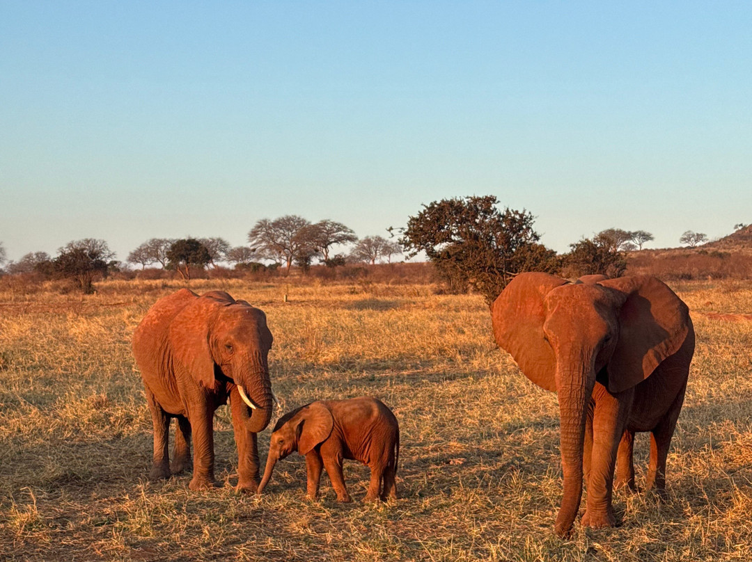 Flexivel Kenya Safaris-内罗毕必去景点