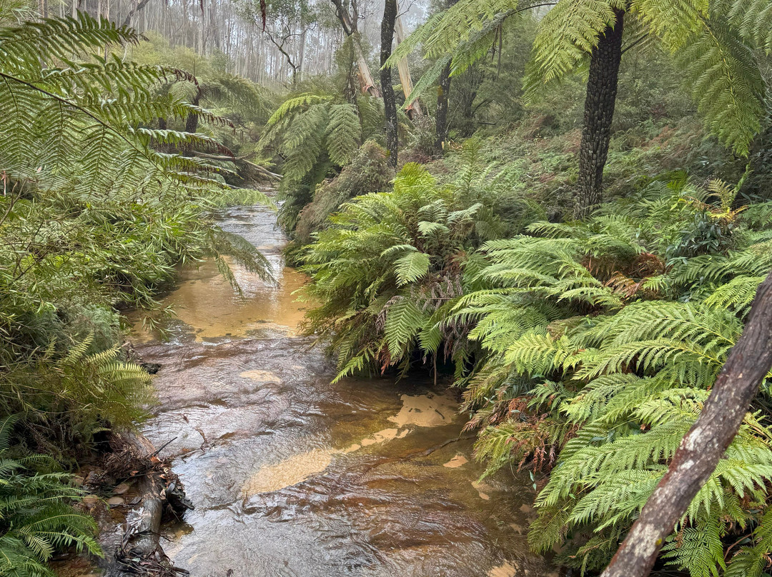 Katoomba Falls-卡通巴必去景点