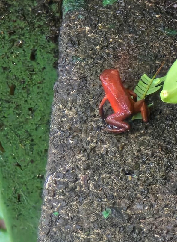 Tortuguero Natural Tours-托图杰多必去景点