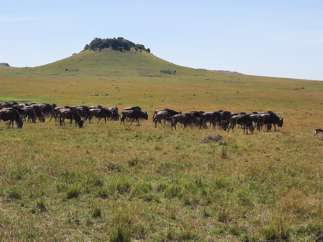 Big 5 Africa Tours-Bobingen必去景点