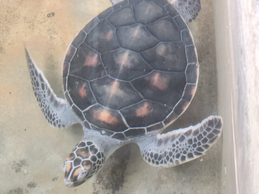 Kasun Yala Taxi Service-蒂瑟默哈拉默必去景点