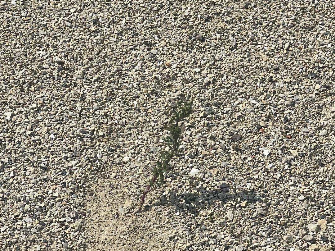 Buffalo Creek Forest  Preserve-Long Grove必去景点