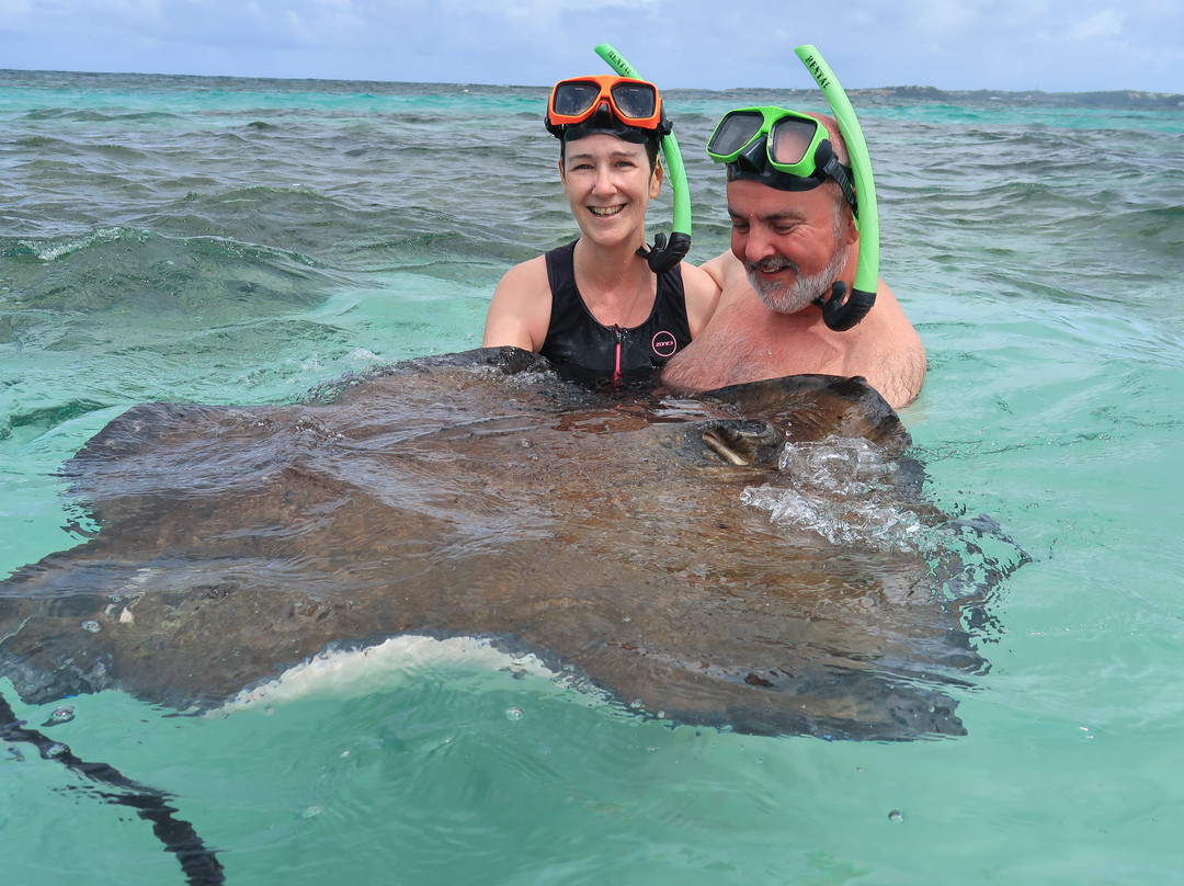 Stingray City-安提瓜必去景点