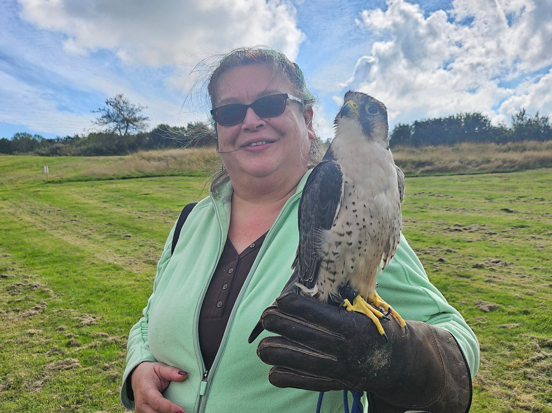 East Sussex Falconry-Herstmonceux必去景点