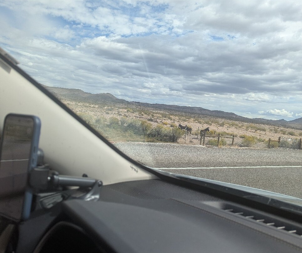 Sourdough Saloon-比蒂必去景点