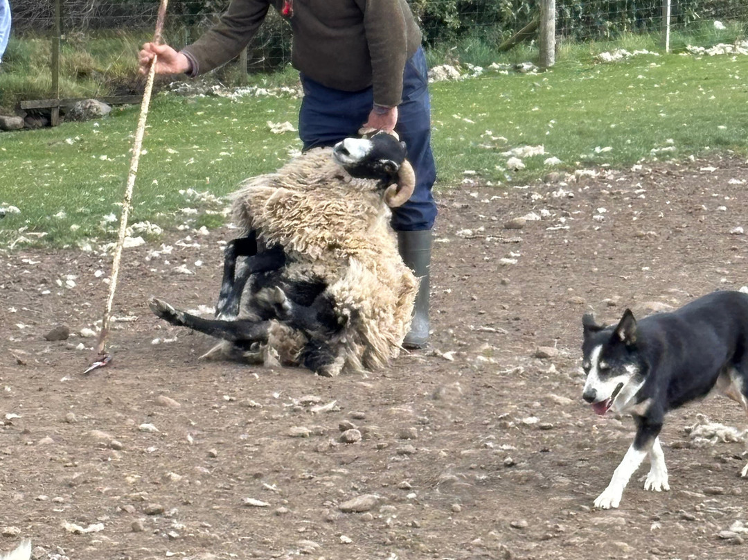 Working Sheepdogs-Kincraig必去景点