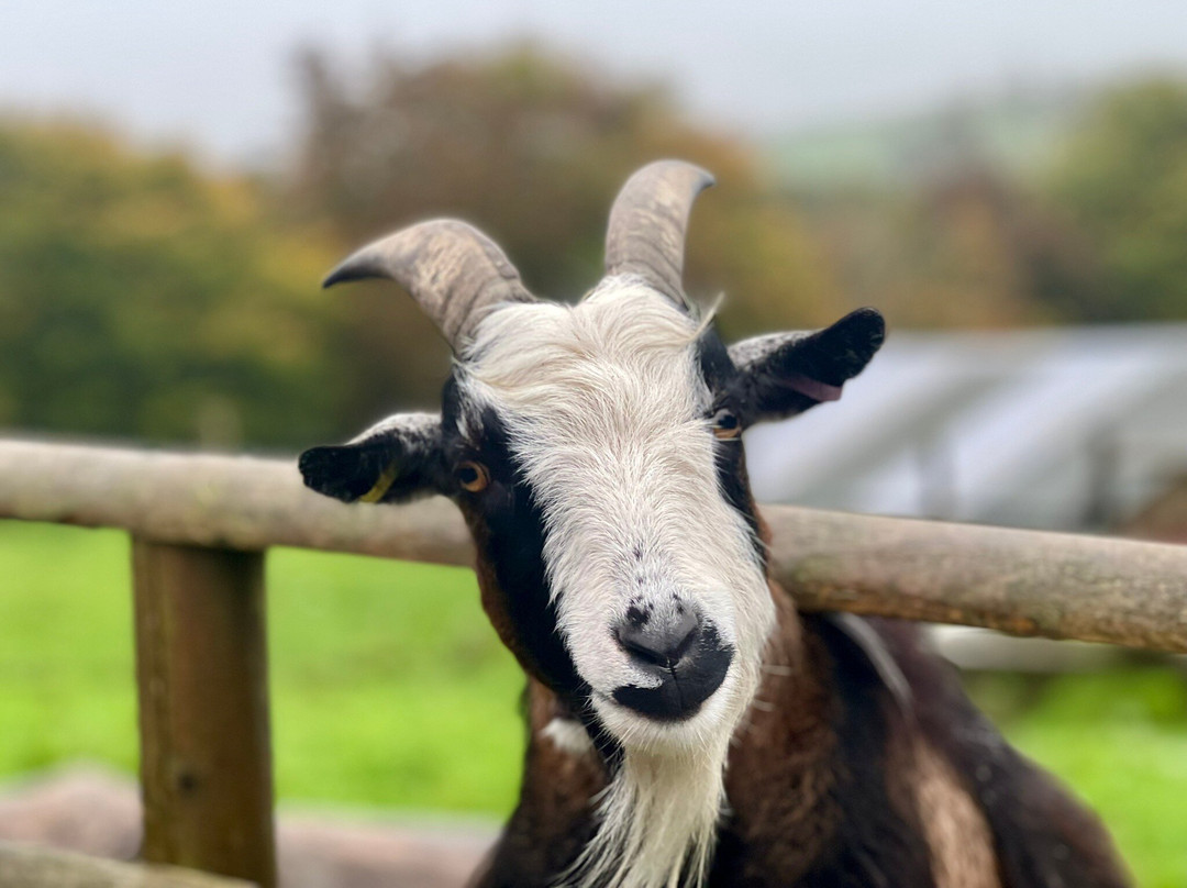 Porfell Wildlife Park & Sanctuary-利斯卡德必去景点