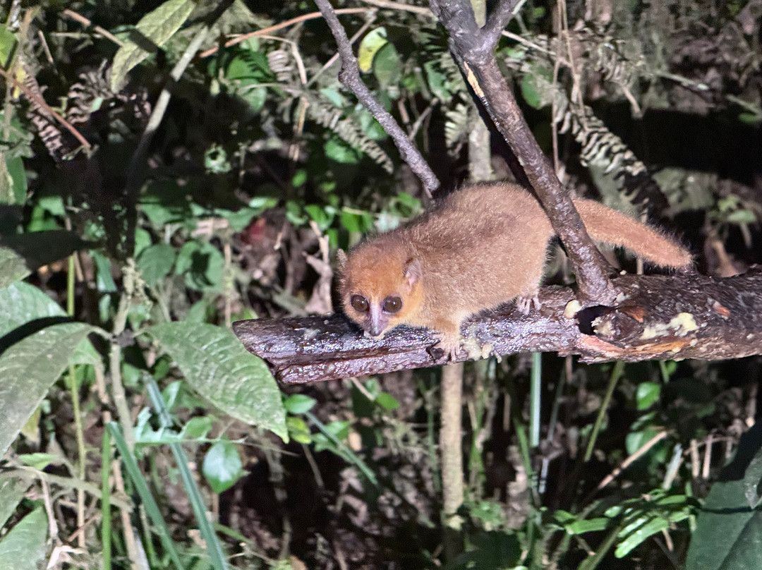 Faniry Madagascar Tours-安塔那那利佛必去景点