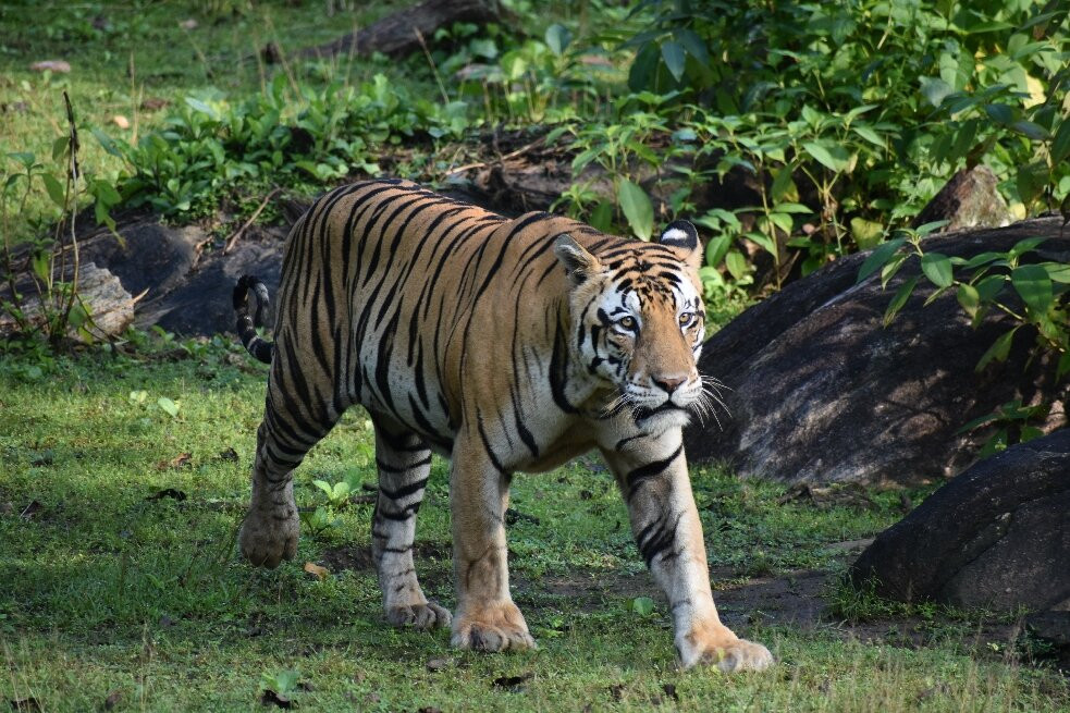 Aranyak Resort Kanha主图