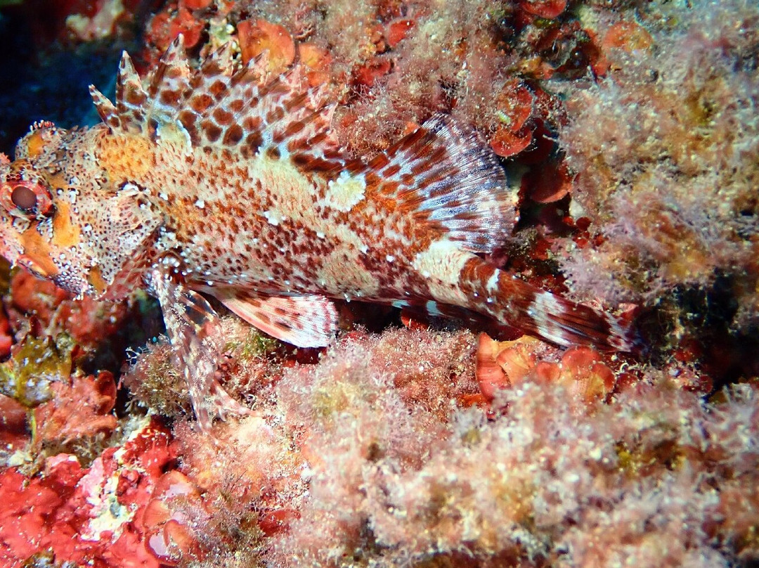 Cala Pada Diving Center Ibiza-圣欧拉利娅尔德里奥必去景点