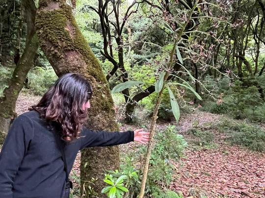 Madeira Fauna & Flora-沙尔必去景点