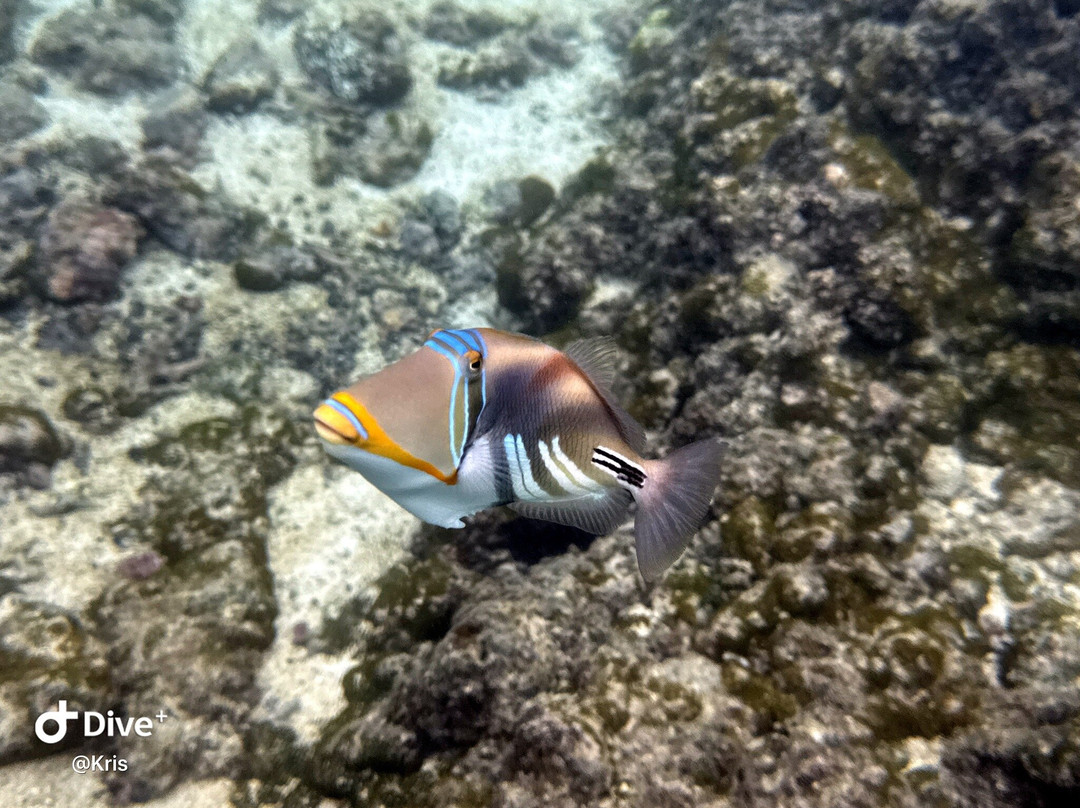 Giant Clam Sanctuary-Savaia必去景点