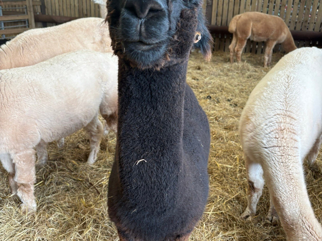 Pembrokeshire Alpaca Trekking-腾比必去景点