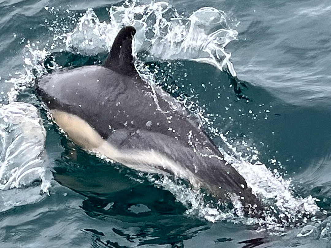 Ak Wildlife Cruises-法尔茅斯必去景点