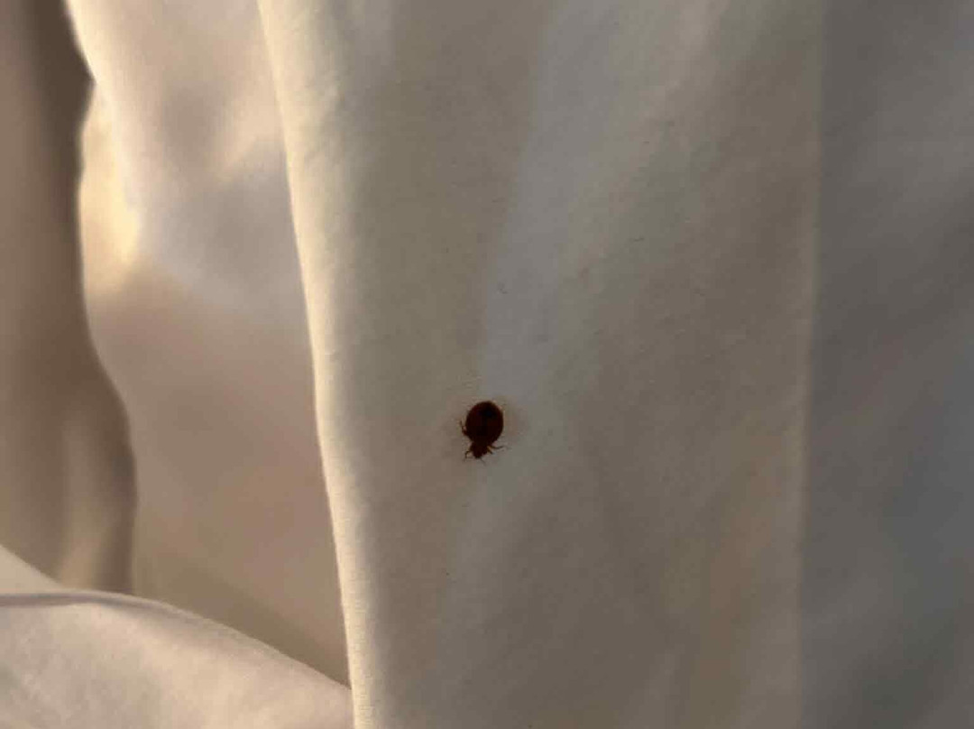 Stardust Motel Timberlea主图