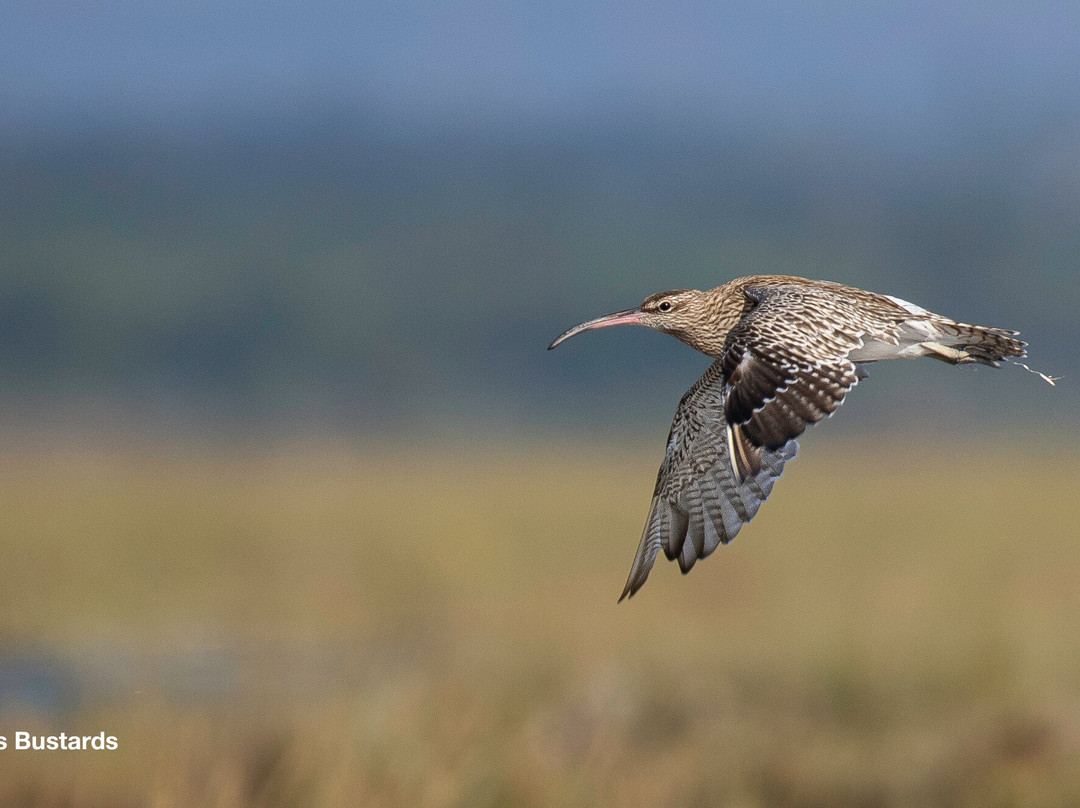 Inglorious Bustards-Facinas必去景点
