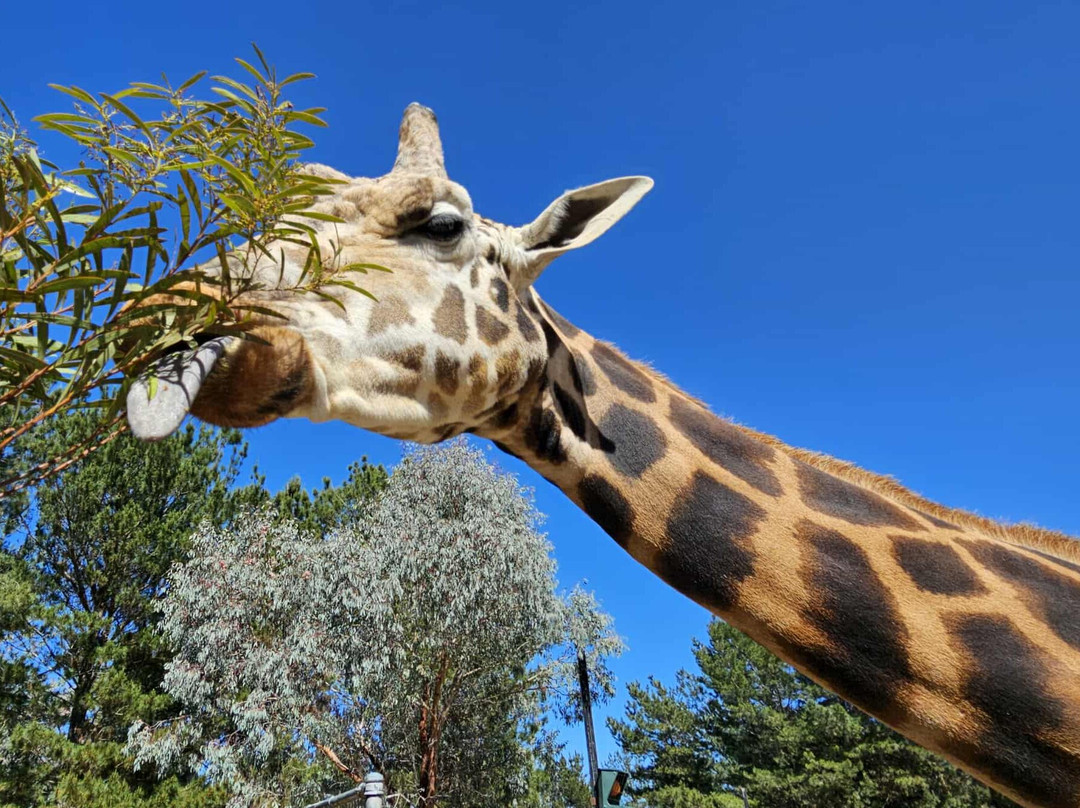 国家动物园及水族馆-堪培拉必去景点