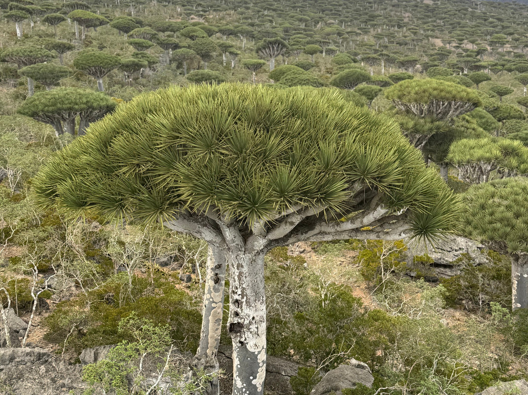 Embrace Socotra-Hadiboh必去景点
