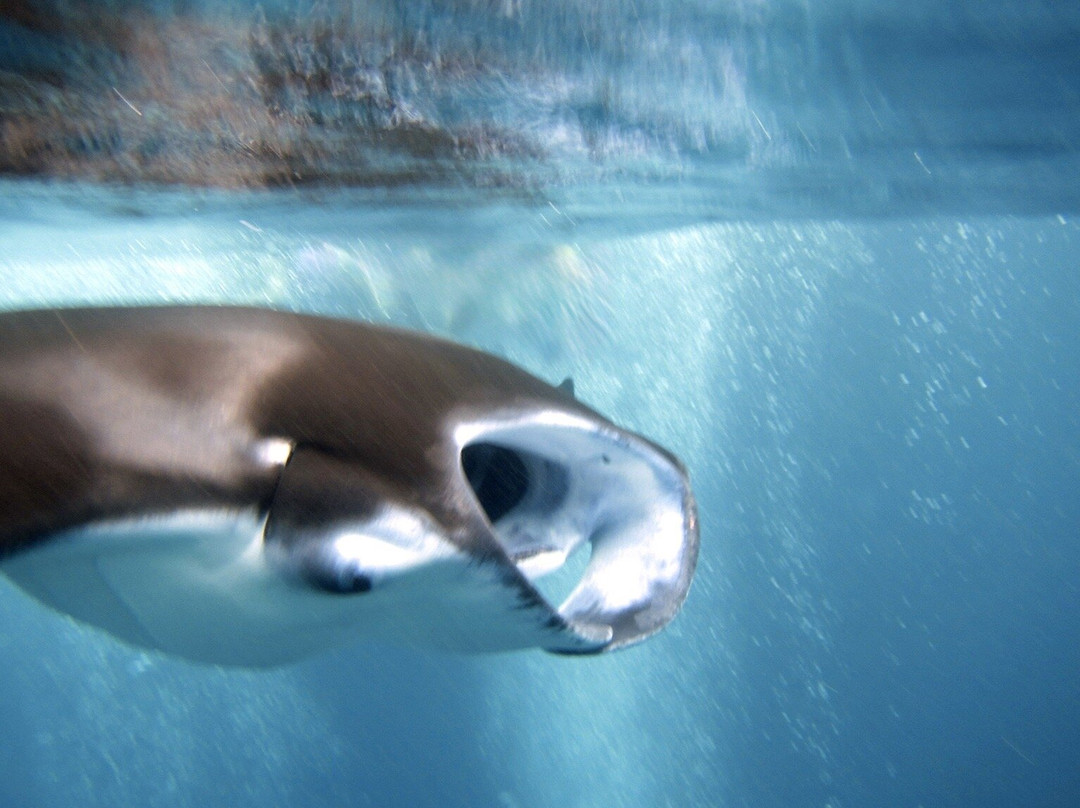 Diving Bluetribe Moofushi-南阿里环礁必去景点