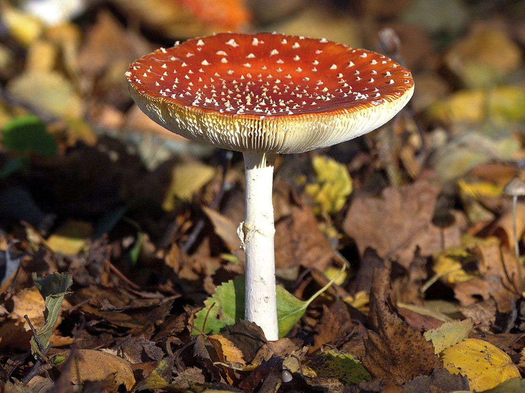 Pensthorpe-Fakenham必去景点