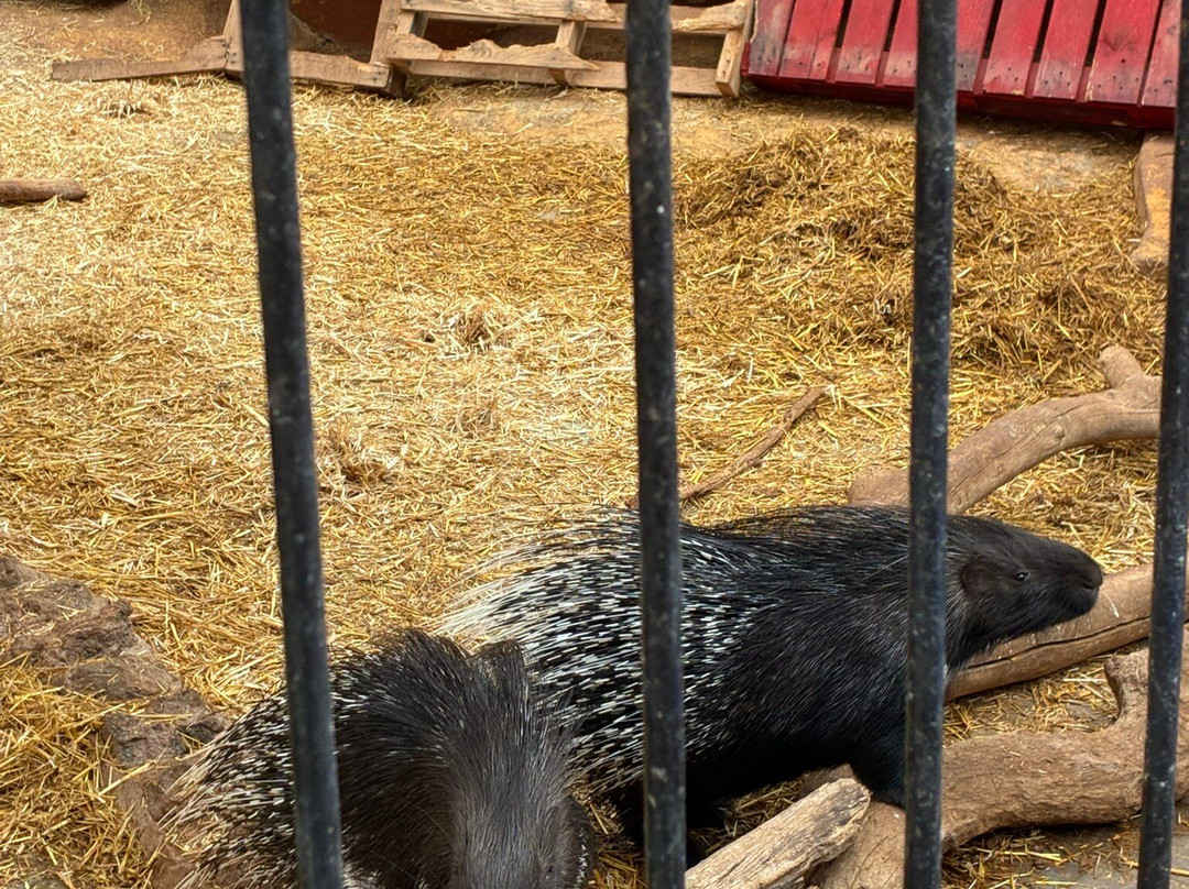 Cocodrilo Park Gran Canaria-阿古伊梅斯必去景点