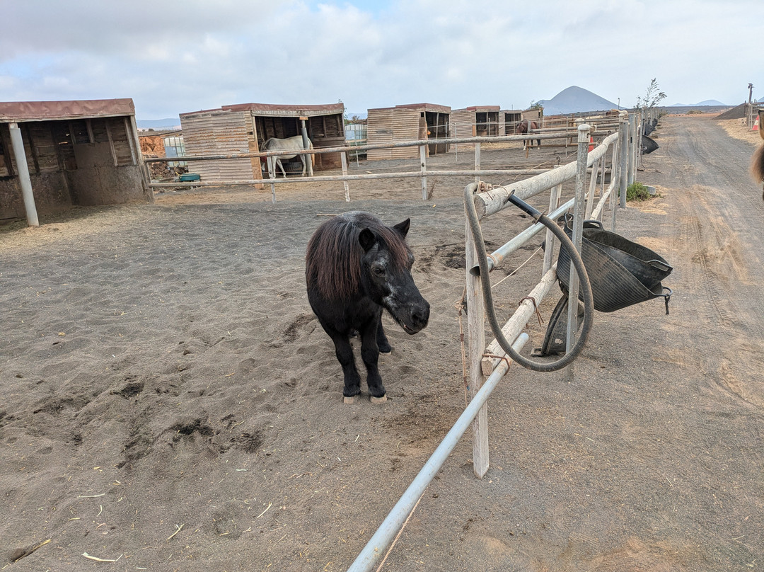Horses Lanzarote-Teseguite必去景点