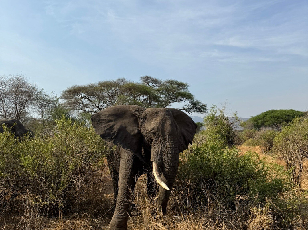 歌珊地非洲游猎之旅-阿鲁沙必去景点