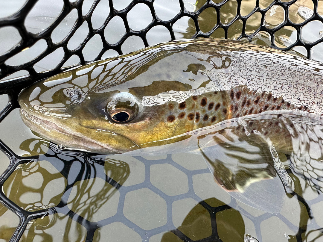Matt Heron Fly Fishing-奥林匹克谷必去景点