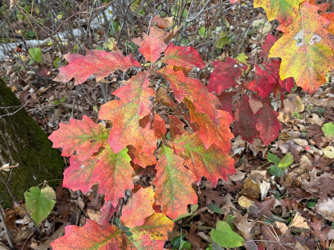 Mille Lacs Kathio State Park-Onamia必去景点