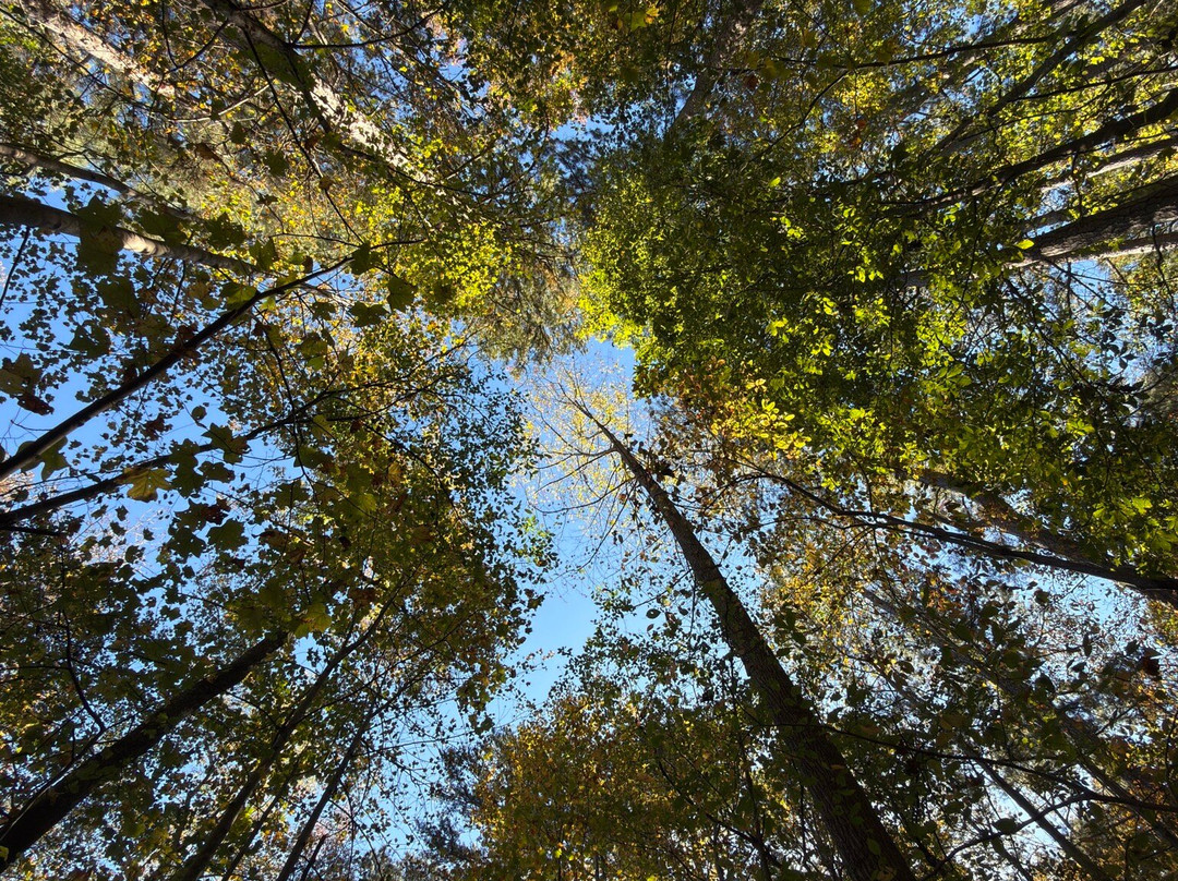 Historic Yates Mill County Park-罗利必去景点