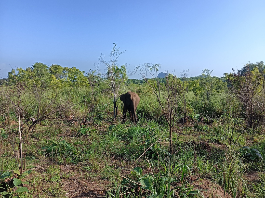 Safari With Asanka-锡吉里亚必去景点