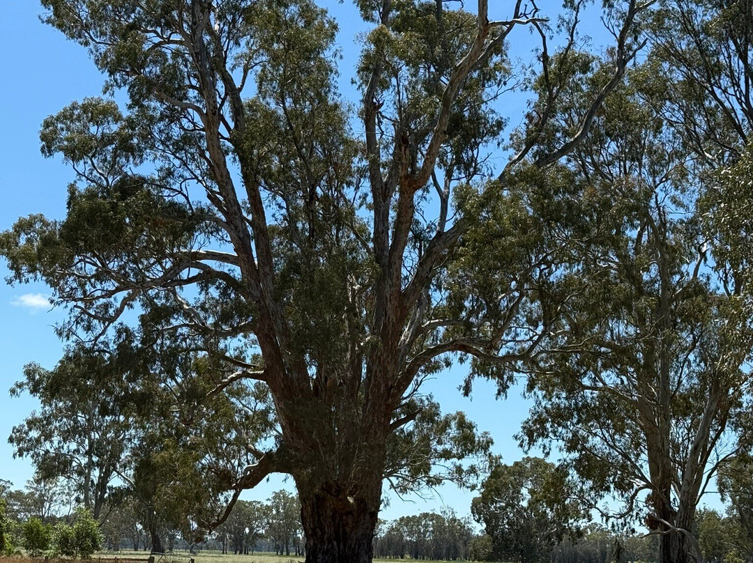 Mullinger Swamp-Kybybolite必去景点