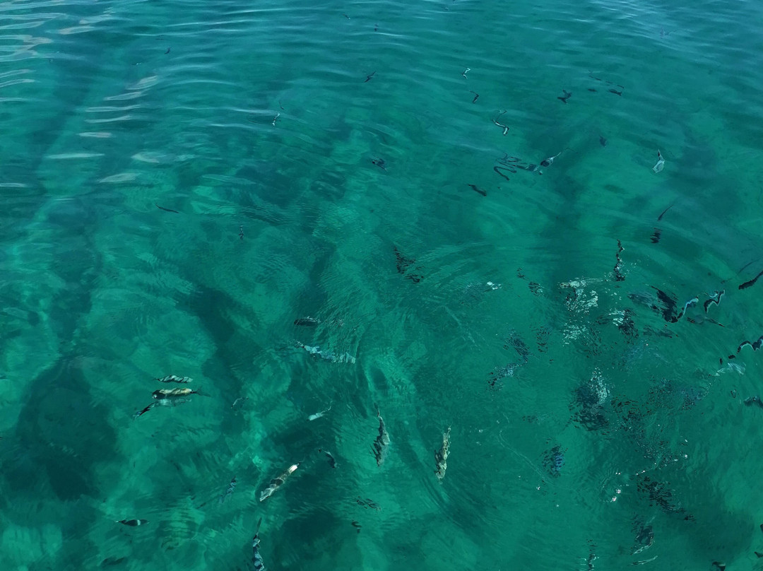 Pescaturismo Jessica E-Porto Pino必去景点