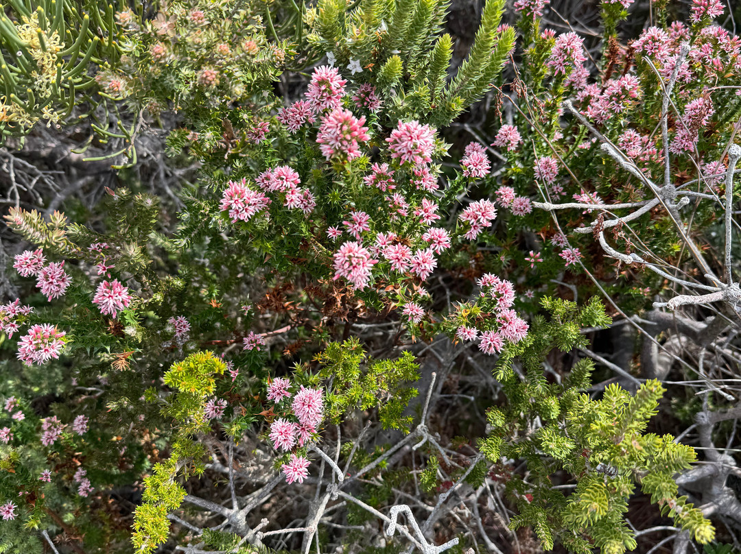 Tasmanian Walking Company-朗塞斯顿必去景点