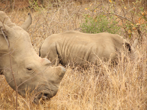 My Africa Safaris-霍德斯普鲁特必去景点
