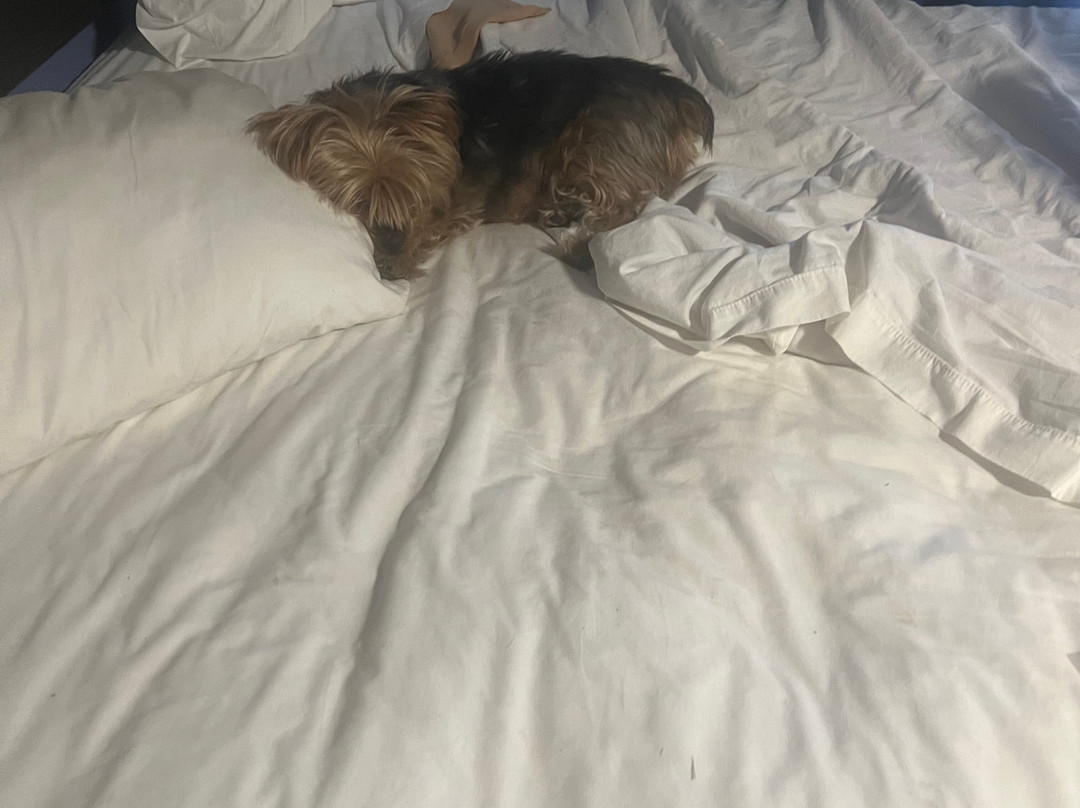 Travelodge by Wyndham Las Vegas NM主图