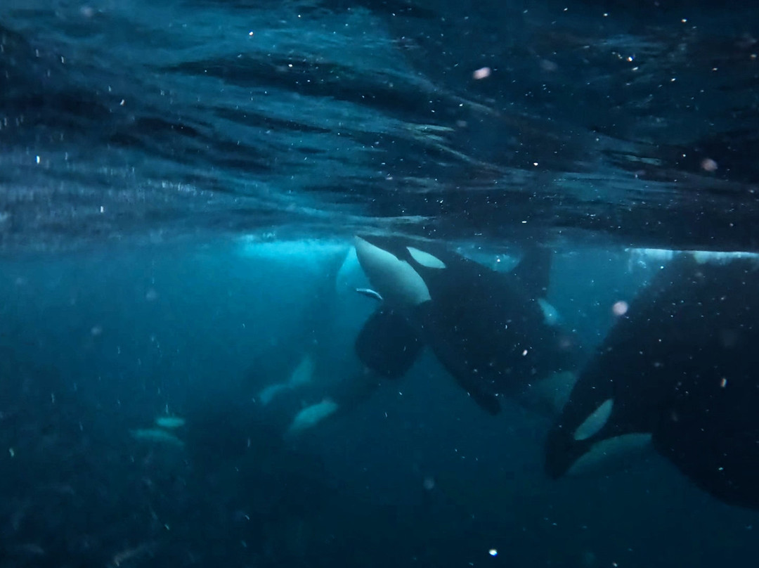 Lofoten Opplevelser-霍宁斯沃格必去景点