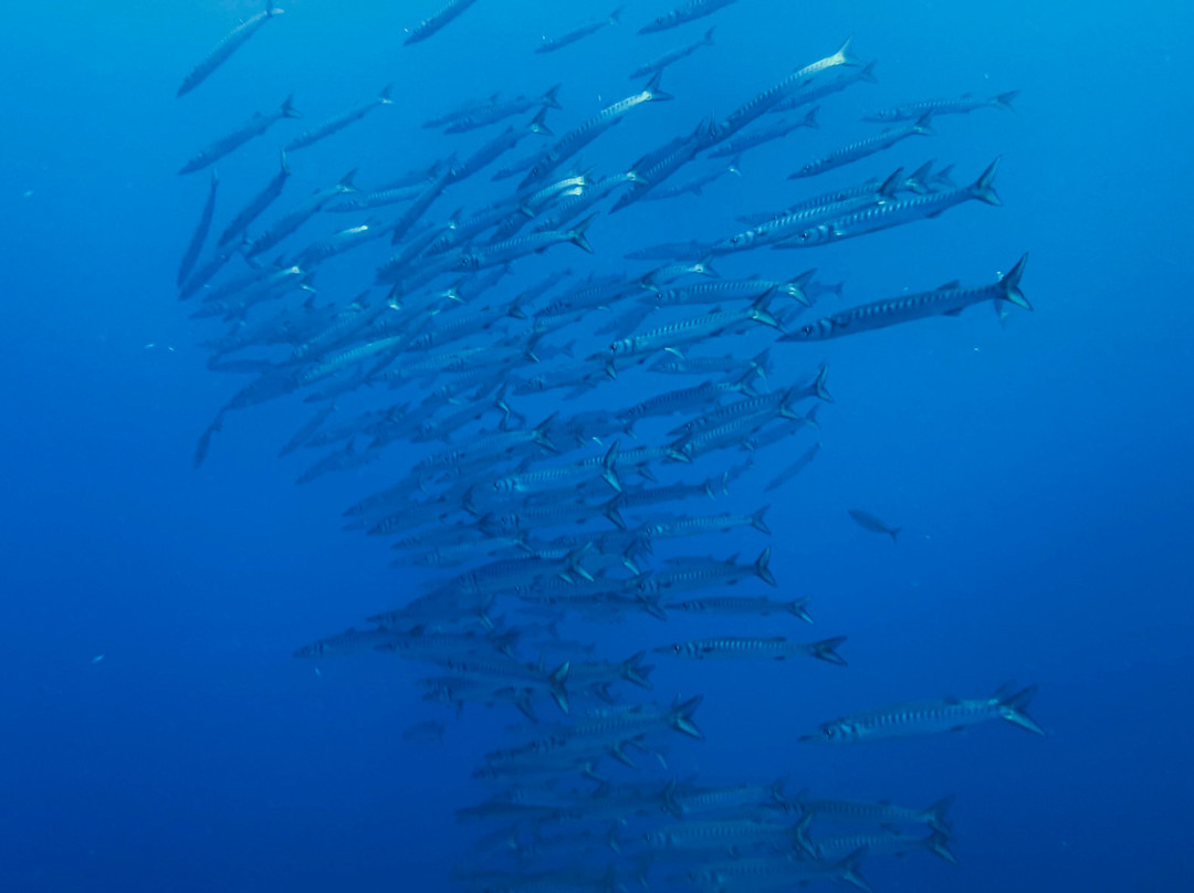 Deep Ocean Diver-圣克鲁斯-德特内里费必去景点