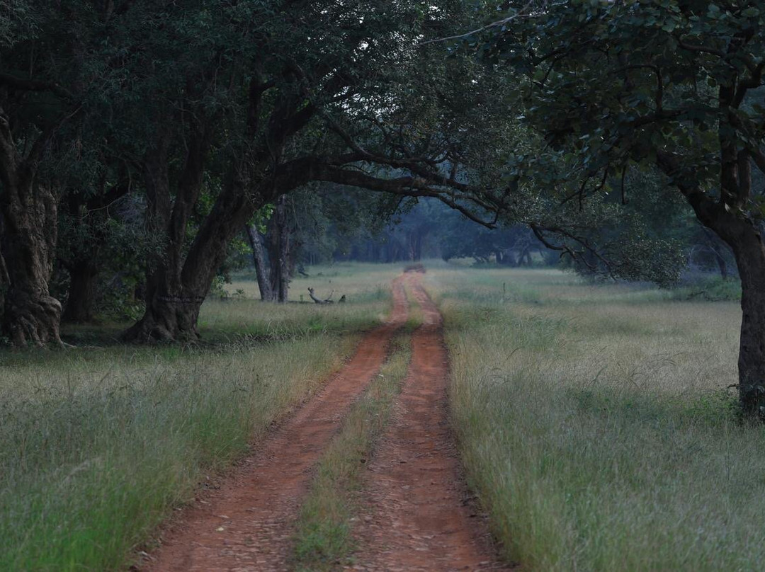 Tadoba Andhari National Park-Chandrapur District必去景点