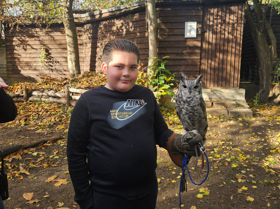 Kent Owl Academy-梅德斯通必去景点