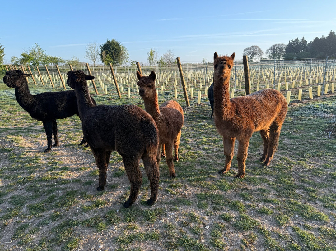 Liba Vineyard
