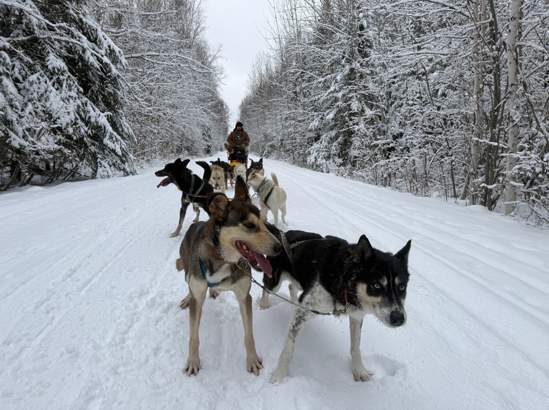 Cotter's Sled Dog Tours-费尔班克斯必去景点