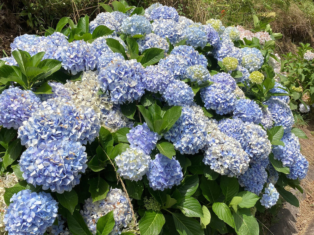 Estátua de Winston Churchill-Camara De Lobos必去景点