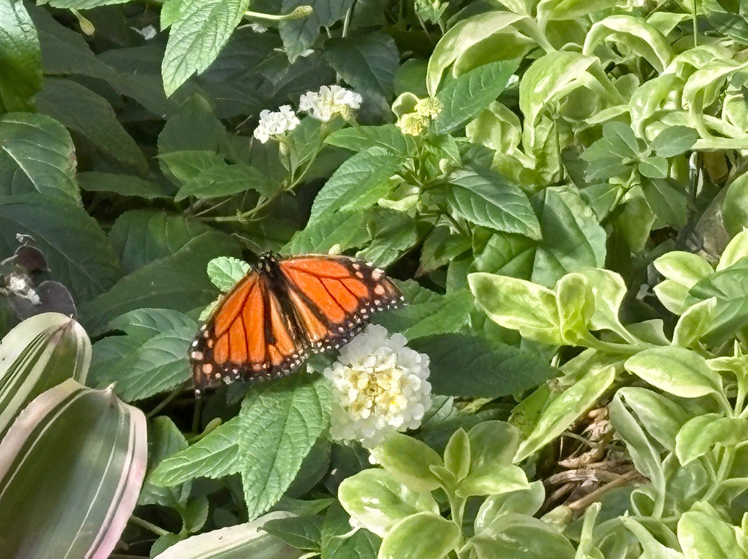 Cyprus Gardens-蒙克斯科纳必去景点