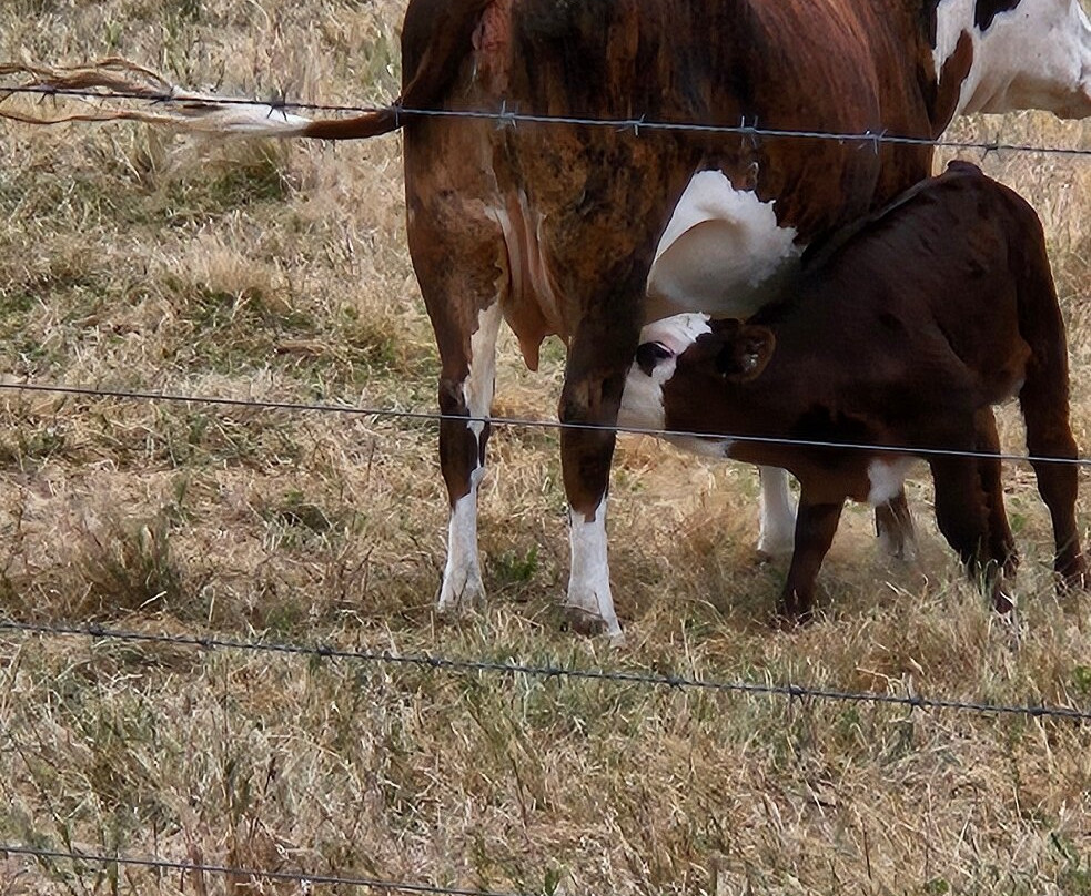 Hillview Farmstay主图