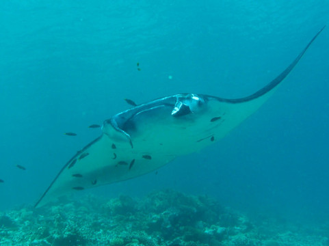 Manta Rhei Dive Center-Labuan Bajo必去景点