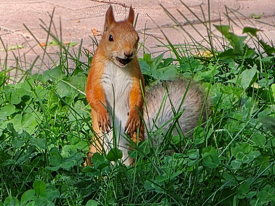 Narymskiy Park-新西伯利亚必去景点